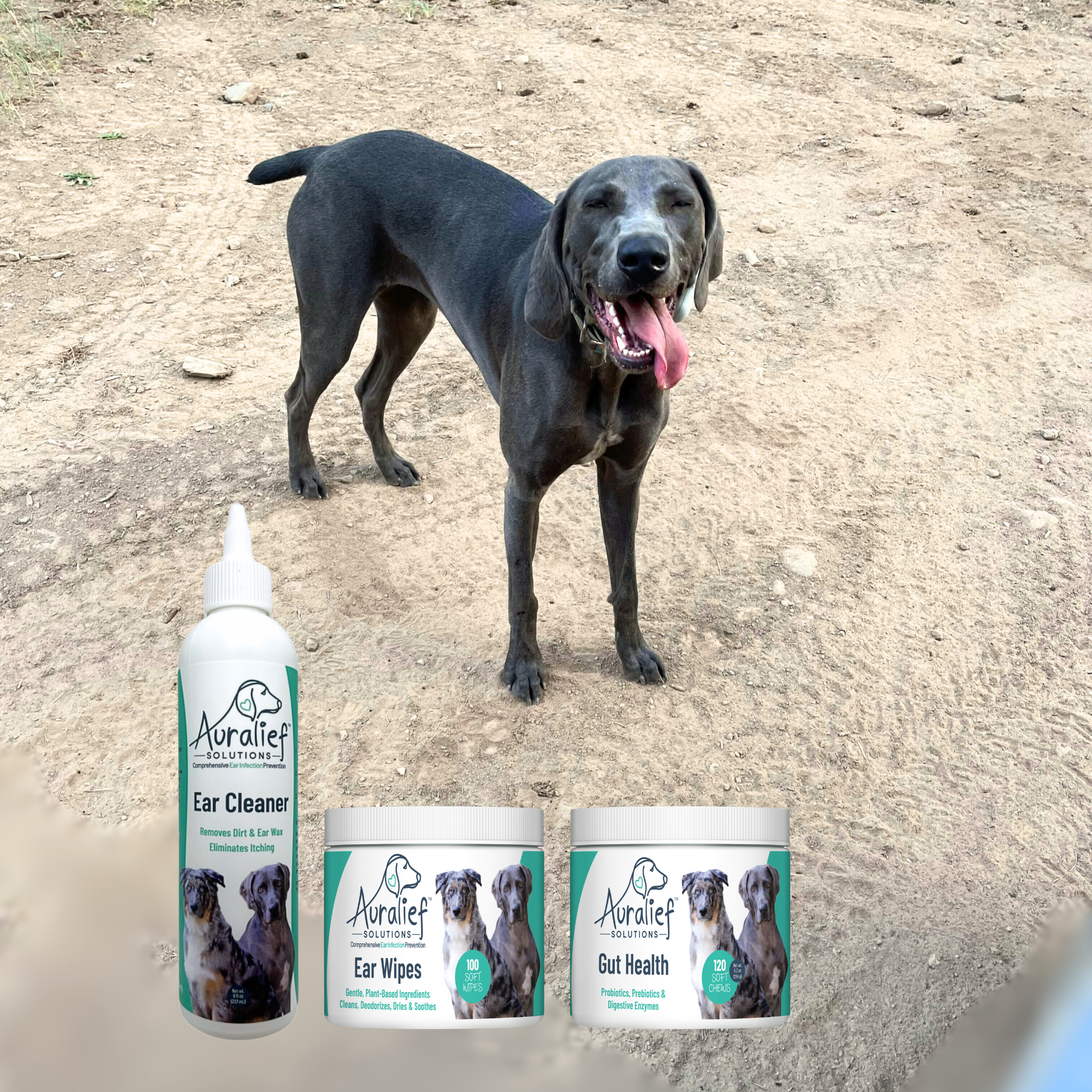 Gracie the Weimaraner with Auralief Ear Care Bundle – cleaner, wipes, gut chews