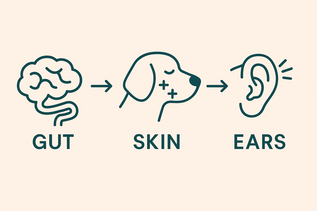 Why We Support Gut, Skin, and Ear Health — All at Once