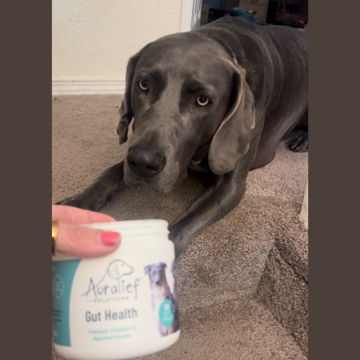 Gracie the dog with Auralief Gut Health Chews for digestive support