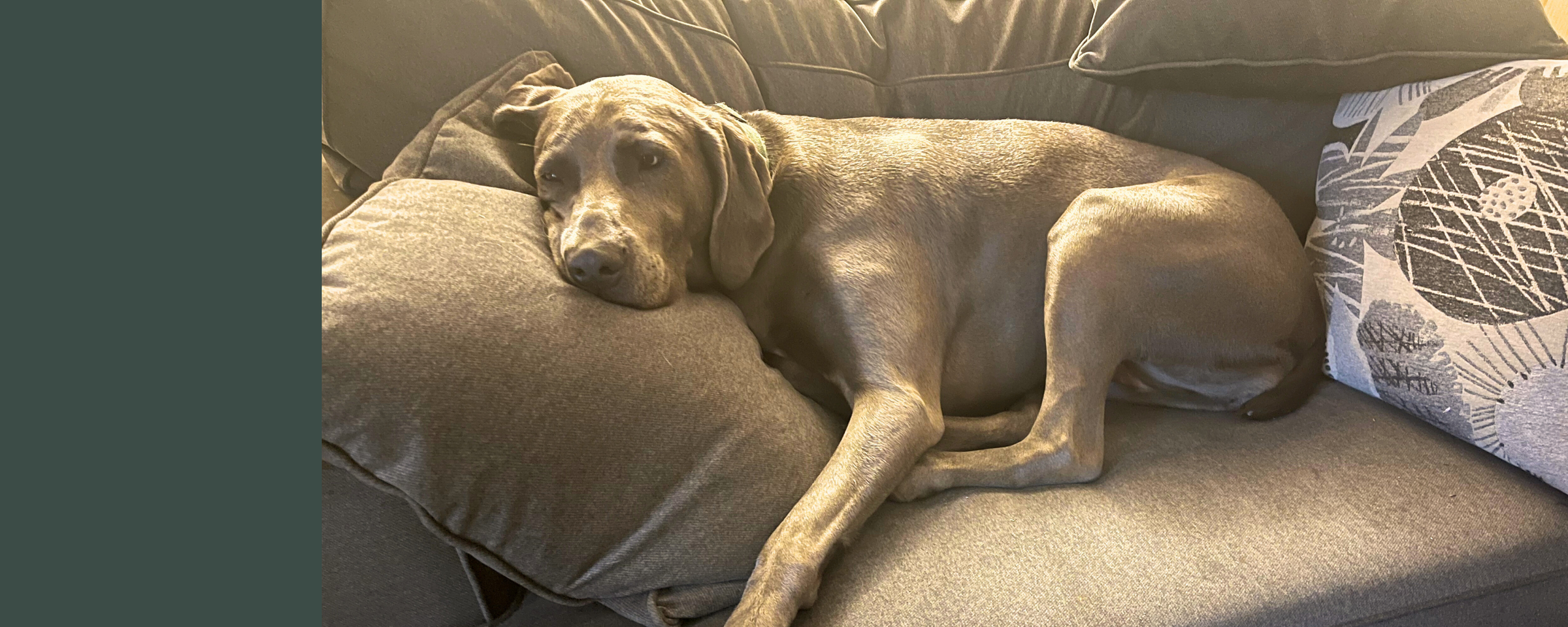 Gracie the Weimaraner relaxing after using Auralief calming chew