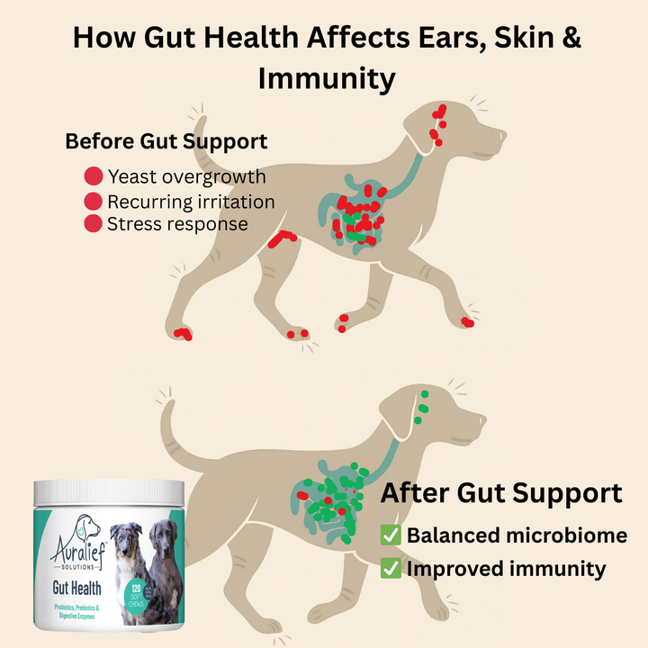 Diagram linking gut health to immune system benefits for dogs